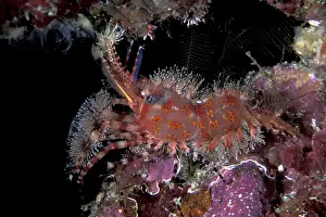 Prawn: Marble shrimp, Saron sp. Witu, West New Britain, Papua New
