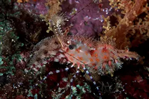Prawn: Marble shrimp, Saron sp. Witu, West New Britain, Papua New