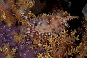 Prawn: Marble shrimp, Saron sp. Witu, West New Britain, Papua New