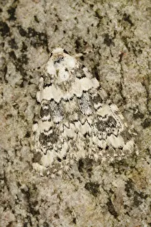 Marbled: Marbled Beauty (Bryophila domestica) resting on