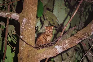 Sabah: Marbled cat
