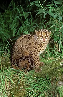 Auscape International: Marbled cat - female