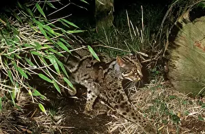 Auscape International: Marbled cat - male