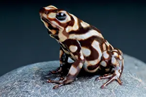 Amoenus: Marbled dart frog (Dendrobates auratus) on black