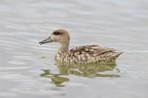 Marbled: Marbled Duck (Marmaronetta angustirostris) swimming