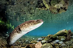 Marbled: Marbled Eel (Anguilla marmorata), Tahiti, French