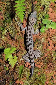 Roadside: Marbled Forest gecko