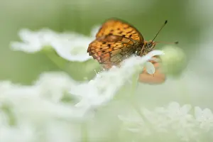 Daphne: Marbled Fritillary