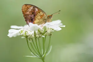 Daphne: Marbled Fritillary