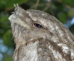Frogmouth: Marbled Frogmouth