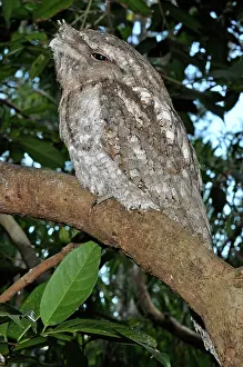 Frogmouth: Marbled Frogmouth