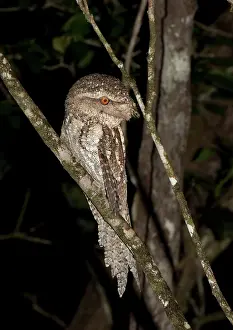 Marmoratus: Marbled Frogmouth
