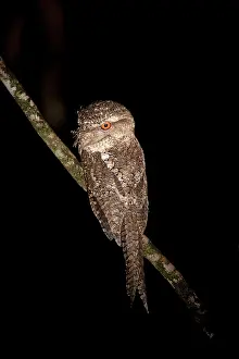 Marmoratus: Marbled Frogmouth