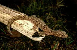 Marmoratus: Marbled gecko - on log showing elegant markings