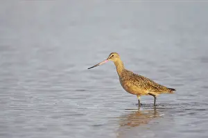 Fedoa: Marbled Godwit