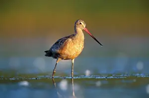 Fedoa: Marbled Godwit