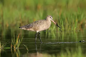 Fedoa: Marbled Godwit