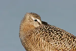 Fedoa: Marbled Godwit