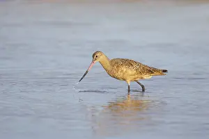 Fedoa: Marbled Godwit