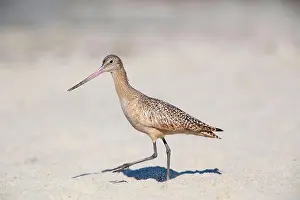 Fedoa: Marbled Godwit