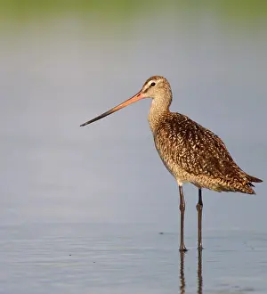 Petersburg: Marbled Godwit