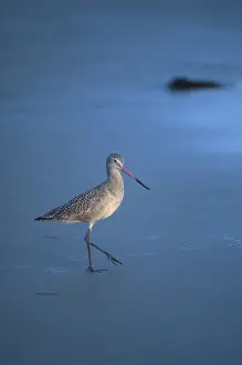 Shorebirds: Marbled Godwit