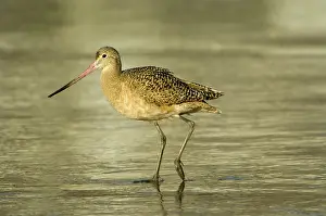Fedoa: Marbled Godwit