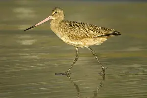 Fedoa: Marbled Godwit