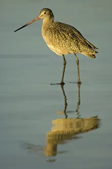 Fedoa: Marbled Godwit