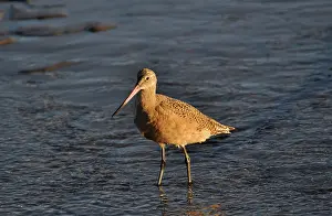 Fedoa: Marbled Godwit
