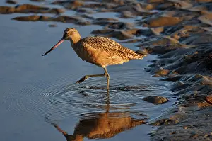 Fedoa: Marbled Godwit