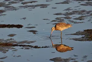 Fedoa: Marbled Godwit
