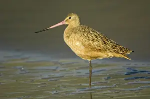 Fedoa: Marbled Godwit