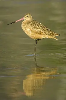 Fedoa: Marbled Godwit