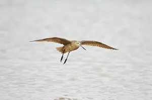 Fedoa: Marbled Godwit - In flight