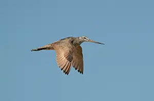 Fedoa: Marbled Godwit - in flight