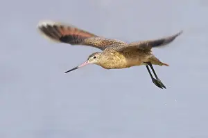 Fedoa: Marbled Godwit - in flight