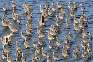Fedoa: Marbled Godwit Flock
