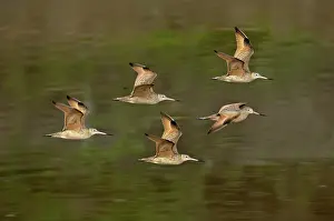 Fedoa: Marbled Godwit flock flying
