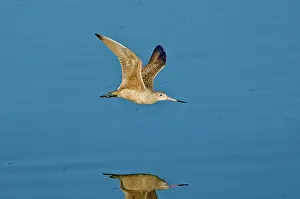 Fedoa: Marbled Godwit flying