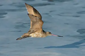 Fedoa: Marbled Godwit flying over beach