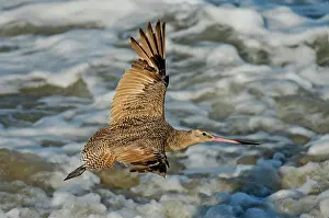 Fedoa: Marbled Godwit flying over surf
