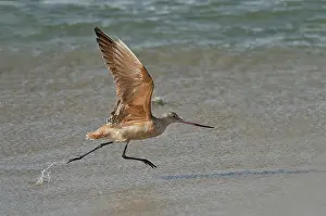 Fedoa: Marbled Godwit at take off on the beach