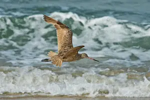 Fedoa: Marbled Godwit over surf