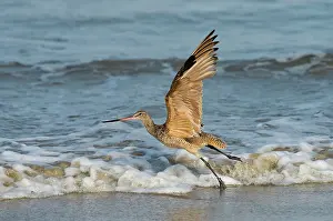 Fedoa: Marbled Godwit taking off on beach
