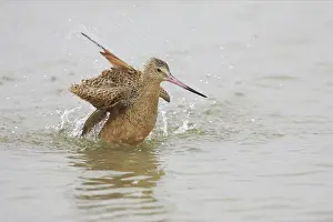 Fedoa: Marbled Godwit washing