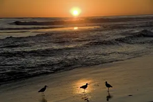 Fedoa: Marbled Godwits