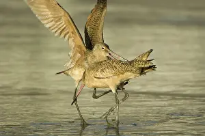 Fedoa: Marbled Godwits
