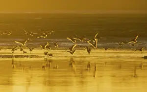 Fedoa: Marbled Godwits - coming in to feed, at sunset