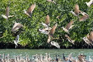 Marbled: Marbled godwits (Limosa fedoa) Baja California Mexico